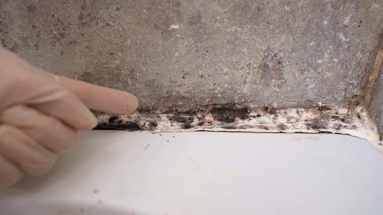 Best Commercial Mold Inspection  in Lake Tapps, WA